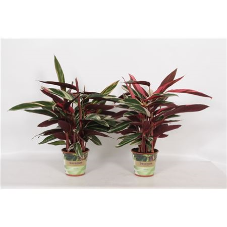 Calathea Triostar Russia-decorum
