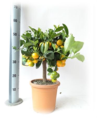 Citrofortunella Calamondin Mitis Op Stam