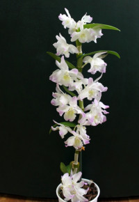 1/2-tak A2 Dendrobium Nobile Mix 12/50