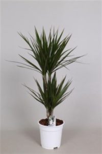 Dracaena Marginata 2 Pp