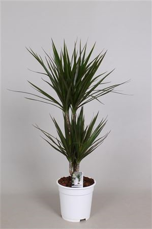 Dracaena Marginata 2 Pp