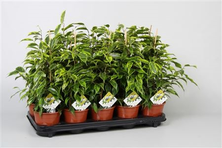 Ficus Be Regidan (grower)