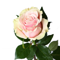Pink mondial 70 sm Ecuador X25