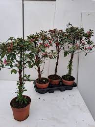 Rhod Outdoor Ov 19/60