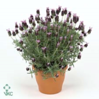 Lavandula Stoechas Anouk