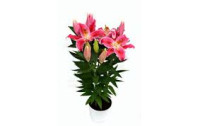 Lilium Or After Eight 19/60