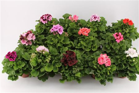 Pelargonium Gr Gemengd