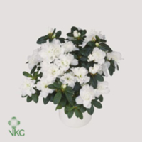 Rhodo Si Wit (clock)