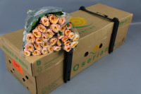 Rose Vuvuzela Peach 40 sm