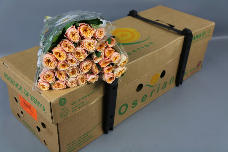 Rose Vuvuzela Peach 40 sm