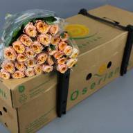 Rose Vuvuzela Peach 40 sm - ROSE VUVUZELA PEACH 40 SM