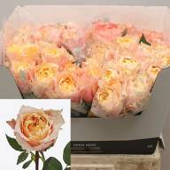 Rose Vuvuzela Peach 40 sm - Rose-Charming-Lady-60cm