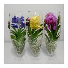 Vanda Mix In Charlotte Glas 14/60