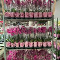 Phal 2-tak Scenza Multi Mix 12/35 - IMG-20240528-WA0004