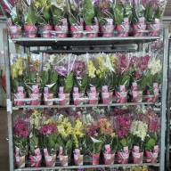 Phal 2-tak Scenza Multi Mix 12/35 - IMG-20240530-WA0042