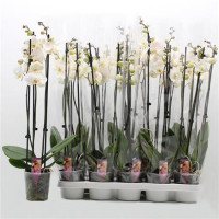 Phal 2-tak Scenza Multi Mix 12/35
