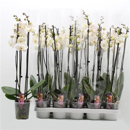 Phal 2-tak Scenza Multi Mix 12/35