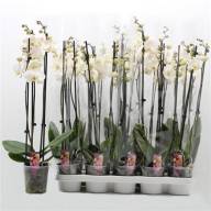 Phal 2-tak Scenza Multi Mix 12/35 - X390948_H_1