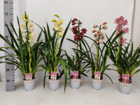 Cymbidium 1-tak Mix 12/50