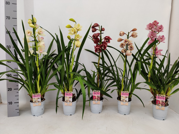 Cymbidium 1-tak Mix 12/50