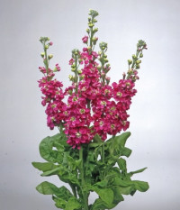 Matthiola Centum Pink X10