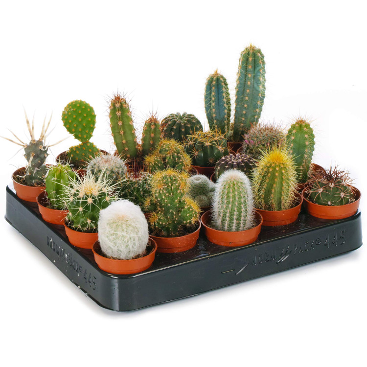 Cactus Mix (ca6001) 506/10
