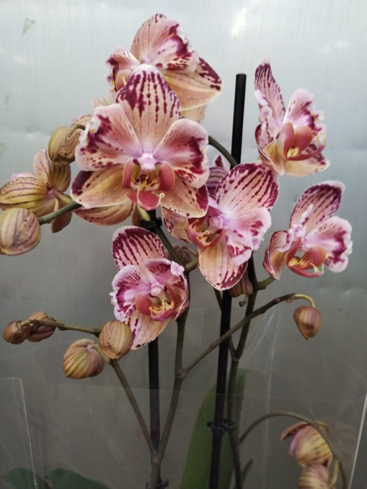 Phal 2-tak Mutant 12/70