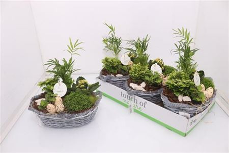 Arr Tuinplanten 29/30