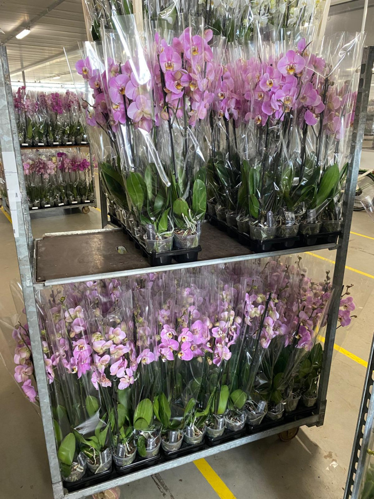 Phal 1-tak A2 Orhids Dark Pink 12/85