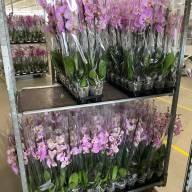 Phal A2 2/3-tak Pink TerLaak 12/65 - IMG-20240708-WA0085