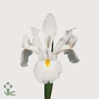 Iris Apollo X50 Holland