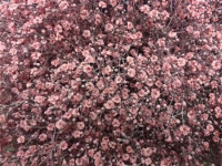 Gypsophila Mix Lovely X25 Holland