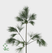 Pinus Strobus 70 sm