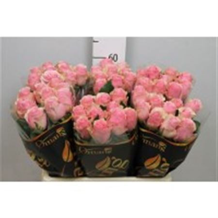 Rose Celeb 60 sm