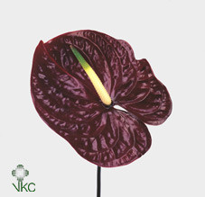 Anthurium Midori 60см-15