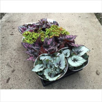 Begonia Magic Colour Mix 12/22
