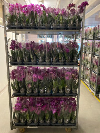 Phal 1-tak TerLaak Mix 12/80