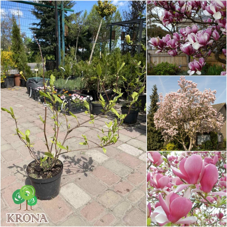 Magnolia Soulangeana 23/70