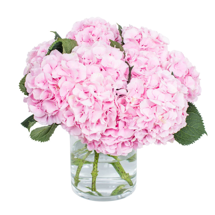 Hydr S Verena Pink 50 cm X5 Holland
