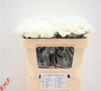 Dianthus St Everest Holland Х20