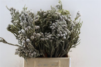 Brunia Silver 50