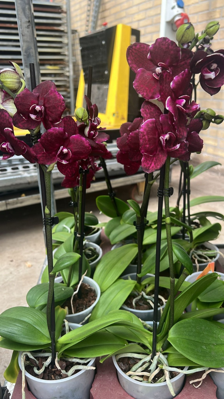 Phal 2/3-tak Wild-Cat Black12/55
