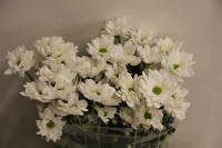 Chr T Chic 80g X5