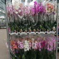 Phal A2 2-tak Duijn-Hove Parfum Mix 12/50 - IMG-d903f56ed5ce73a96be123c05973fa53-V