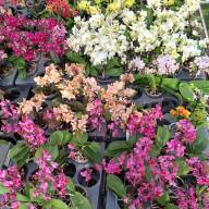 Phal A2 2-tak Duijn-Hove Parfum Mix 12/50 - зображення_viber_2025-03-09_15-44-31-361