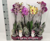 Phal 2-tak Phalaenova 4  12/65