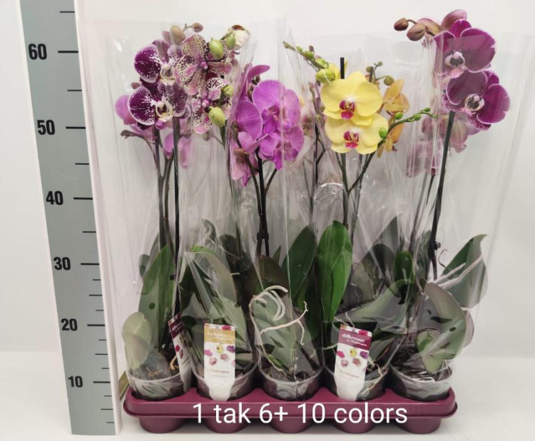 Phal 2-tak Phalaenova 4  12/65