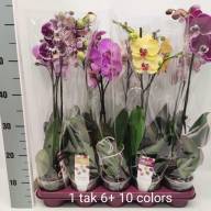 Phal 2-tak Phalaenova 4  12/65 - IMG-6a6ff339c18ebd8ddae10001b0a1d1f2-V