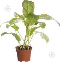 Philodendron Ring Of Fire 12/40