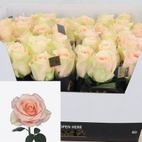 Rose Harmony Peach 60 sm